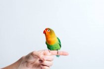 Crop anonymous female holding cute small colorful lovebird parrot against white background — Stock Photo