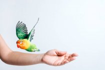 Crop femmina anonima tenendo carino piccolo pappagallo piccioncino colorato contro sfondo bianco — Foto stock