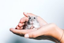 Crop anonymous female holding cute little gray guinea pig against white background — Stock Photo