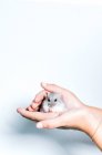 Crop anonymous female holding cute little gray guinea pig against white background — Stock Photo