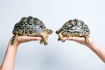 Пара чарівних маленьких черепах, утримуваних анонімними врожаями на білому тлі — стокове фото