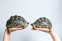 Пара очаровательных маленьких черепах, которых держат анонимные урожаи на белом фоне — стоковое фото