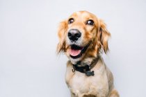 Entzückender gesunder, aktiver Stammhund mit Halsband sitzt vor weißem Hintergrund — Stockfoto