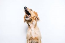 Niedriger Winkel des niedlichen gesunden reinrassigen Hundes fängt fliegenden Snack, während er gegen weiße Wand sitzt — Stockfoto