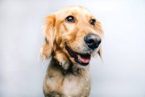 Adorable chien généalogique actif sain avec collier assis sur fond blanc — Photo de stock