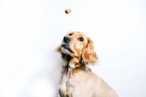 Low angle of cute healthy purebred dog catching flying snack while sitting against white wall — Stock Photo
