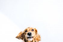 Adorable perro pedigrí activo sano con collar sentado sobre fondo blanco - foto de stock