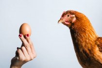 Crop anonymous woman holding brown egg in front of red chicken on white background — Stock Photo