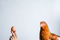 Crop femme anonyme tenant oeuf brun devant poulet rouge sur fond blanc — Photo de stock