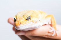 Nahaufnahme einer kleinen gelben Eidechse in menschlichen Handflächen auf weißem Hintergrund — Stockfoto