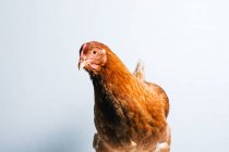 Closeup of young red domestic chicken standing on white background in studio — Stock Photo