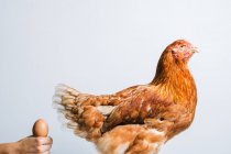 Crop femme anonyme tenant oeuf brun devant poulet rouge sur fond blanc — Photo de stock