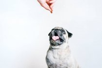 Bonito cachorro Pug recebendo saboroso lanche da mão de cultura proprietário anônimo no fundo branco — Fotografia de Stock