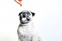 Милая мопсовая собака получает вкусную закуску из рук анонимного владельца урожая на белом фоне — стоковое фото