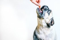 Lindo perro Pug conseguir sabroso bocadillo de la mano de la cosecha propietario anónimo sobre fondo blanco - foto de stock