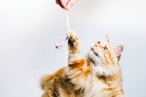Adorabile gatto zenzero tabby che gioca con il giocattolo appeso tenuto dal proprietario anonimo del raccolto su sfondo bianco — Foto stock