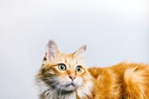 Симпатичный пушистый рыжий кот смотрит в сторону пугающе изолированный на белом фоне — стоковое фото