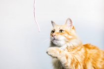 Adorável tabby gengibre gato jogando com pendurado brinquedo realizada por cultura proprietário anônimo no fundo branco — Fotografia de Stock