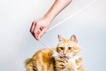 Adorabile gatto zenzero tabby che gioca con il giocattolo appeso tenuto dal proprietario anonimo del raccolto su sfondo bianco — Foto stock