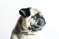 Carino cane carlino su sfondo bianco — Foto stock
