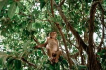 Niedriger Winkel von kleinen Makaken entspannt sich auf tropischen Baumzweigen und schaut weg — Stockfoto