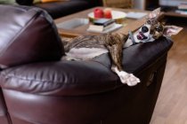 Bonito cão galgo descansando no sofá — Fotografia de Stock