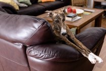 Lindo perro galgo descansando en el sofá - foto de stock