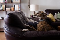 Cute greyhound dog resting on sofa — Stock Photo