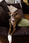 Carino cane levriero che riposa sul divano — Foto stock