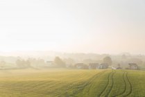 Green field and village houses covered in fog — Stock Photo