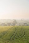 Green field and village houses covered in fog — Stock Photo