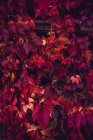 Feuillage d'automne rouge sur clôture en bois — Photo de stock