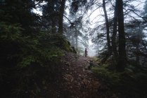 Unrecognizable hiker in warm outerwear standing on stony path in foggy forest on cloudy day in autumn — Stock Photo