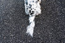 From above view of dog tail black and white Spanish setter sitting alone on ground on street. - foto de stock