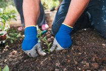 From above cropped unrecognizable male in casual wear and gloves planting seedlings in soil while working in backyard in spring day in countryside — Stock Photo