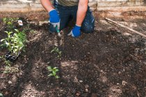 Ernte anonyme Person in Handschuhen graben Erde mit kleinen Gartenschaufel beim Pflanzen von Setzlingen im Garten im Frühling Tag — Stockfoto