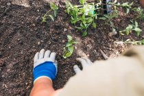 De dessus cultivé mâle méconnaissable en tenue décontractée et gants plantant des semis dans le sol tout en travaillant dans la cour arrière dans le jour du printemps dans la campagne — Photo de stock