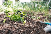 Coltivare persona anonima in guanti scavare terreno con piccola pala da giardinaggio mentre piantare piantine in giardino in giorno di primavera — Foto stock