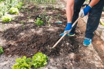 Full body side view of mature male gardener in casual wear and gloves using gardening hoe for cultivating soil around green plants while working in garden in sunny day — Stock Photo