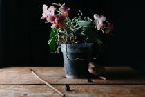 Композиція з натуральних квітів, що ростуть в горщику на шорсткому дерев'яному столі в темній кімнаті — стокове фото