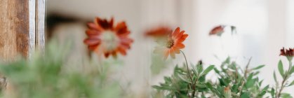 Fiori freschi fioriti rossi che crescono in vaso di ceramica vicino alla casa nella giornata di sole in estate — Foto stock