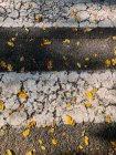 Dall'alto di foglie gialle cadute su fondo asfaltato con linee bianche dipinte di croce nella giornata di sole in autunno — Foto stock