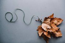 Ein Bündel heller trockener Ahornblätter, die mit einem Seil in Form eines Ballons auf grauem Hintergrund zusammengebunden sind — Stockfoto