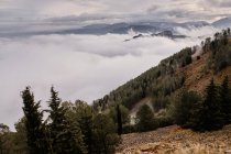 Amazing view of mountain peaks with trees and low clouds — Stock Photo