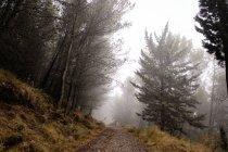 Empty path surrounded with coniferous trees in foggy forest — Stock Photo