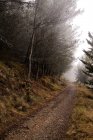 Caminho vazio rodeado de árvores de coníferas em floresta nebulosa — Fotografia de Stock