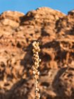 Pequena erva marrom seca crescendo em solo pedregoso áspero contra fundo borrado de montanha rochosa e céu azul claro no dia ensolarado — Fotografia de Stock