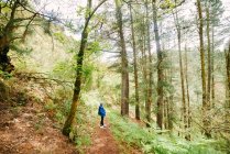 Seitenansicht eines gesichtslosen Reisenden mit Rucksack, der im Hochlandwald zwischen hohen Bäumen steht und die Landschaft von Hoces del Esva genießt — Stockfoto