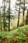 Зелений ліс з різними деревами і папороті на передньому плані — стокове фото