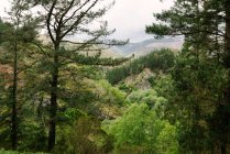 Vista de frondosos bosques con altos árboles de coníferas que crecen en la zona montañosa de Hoces del Esva - foto de stock